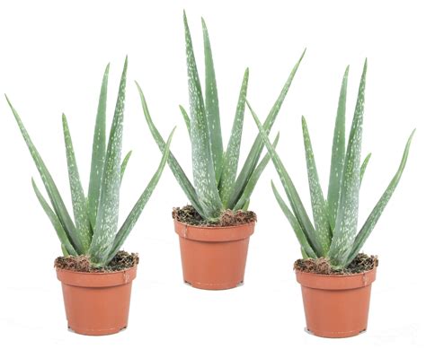 Plant In A Box Aloe Vera Set Di 3 Pianta D Appartamento