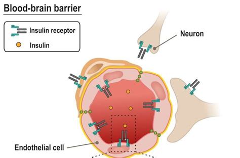 Why does the Alzheimer's brain become insulin-resistant? - Health ...