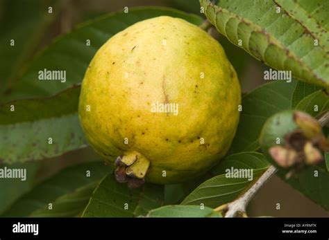 Planta De Fruta De Guayaba Fotografías E Imágenes De Alta Resolución