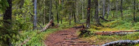 Auttiköngäs | Lapland, Finland | Attractions - Lonely Planet