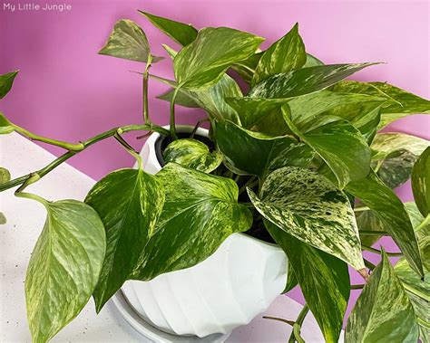 Pothos Care Epipremnum Aureum My Little Jungle