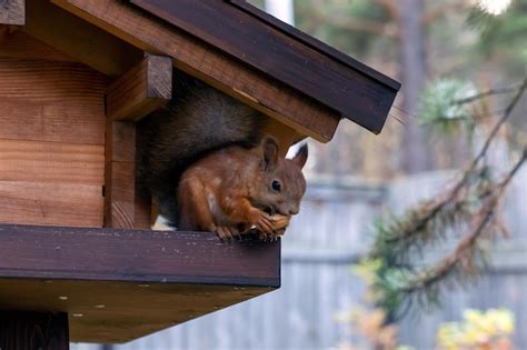 Premium Photo A Cute Red Squirrel Eats Walnuts In A Wooden Feeder