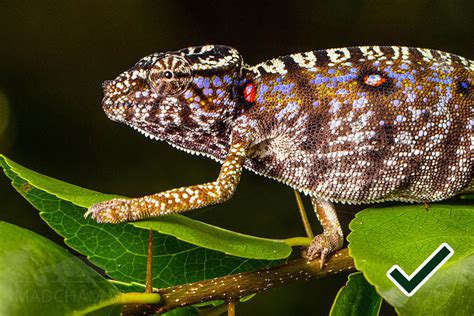 Chameleon Photography