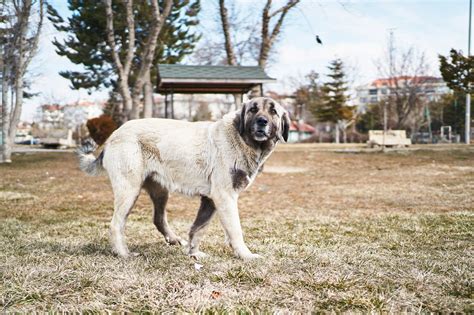 How Much Does A Kangal Dog Weight
