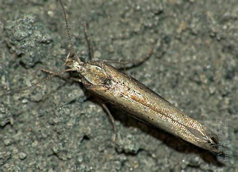 Photo Ypsolopha Parenthesella