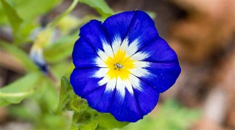 Morning Glory Varieties Different Types Of Morning Glories In