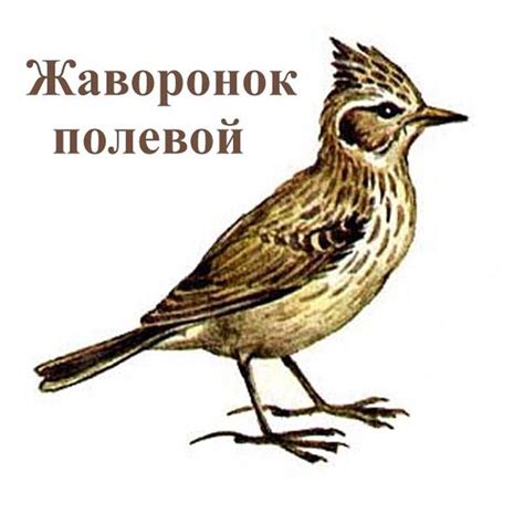 Картинка жаворонок для детей