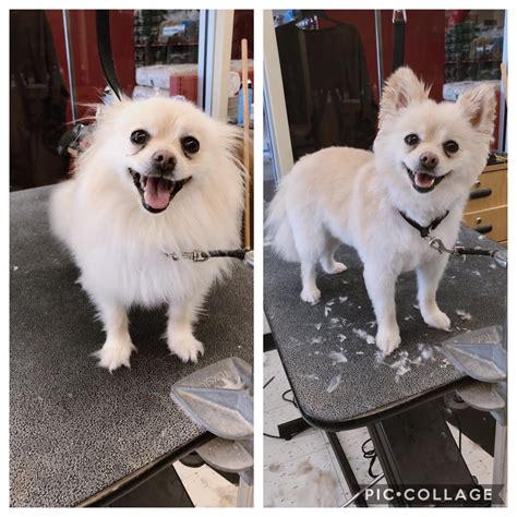 Pomeranian Haircuts Before And After