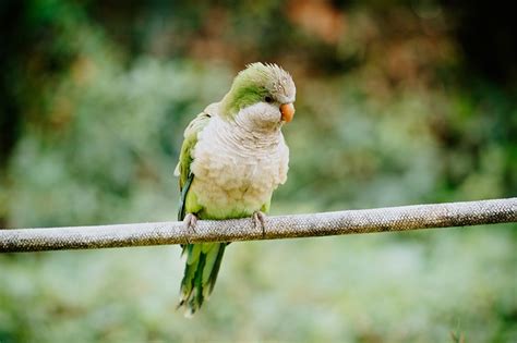 Why Do Parakeets Puff Up Vet Reviewed Reasons Hepper