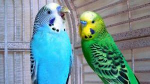 Singing Budgies – Paco Parrot's Blog