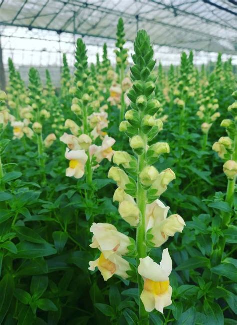 Snapdragon Flowers: Caring and Growing Vibrant Blooms in Your Garden - A...