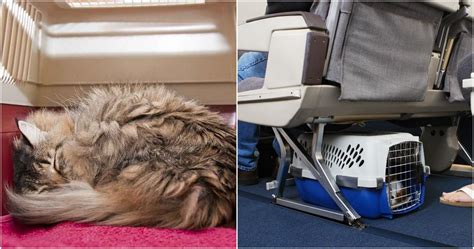 10 Things To Make It Easier To Travel With Your Pet