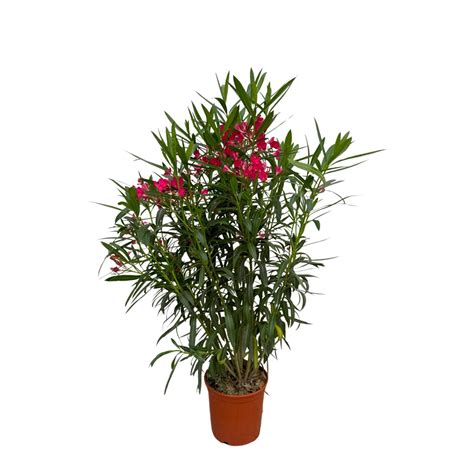 Nerium Oleander bush - 130cm - Green Bubble