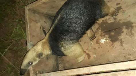 Bombeiros capturam tamanduá mirim em Juína Só Notícias