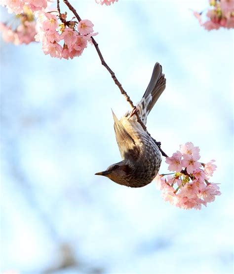 Breathtaking Cherry Blossom Photography - Design Swan