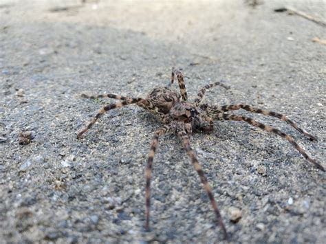 Unidentified spider in Rocky Mount, Missouri United States