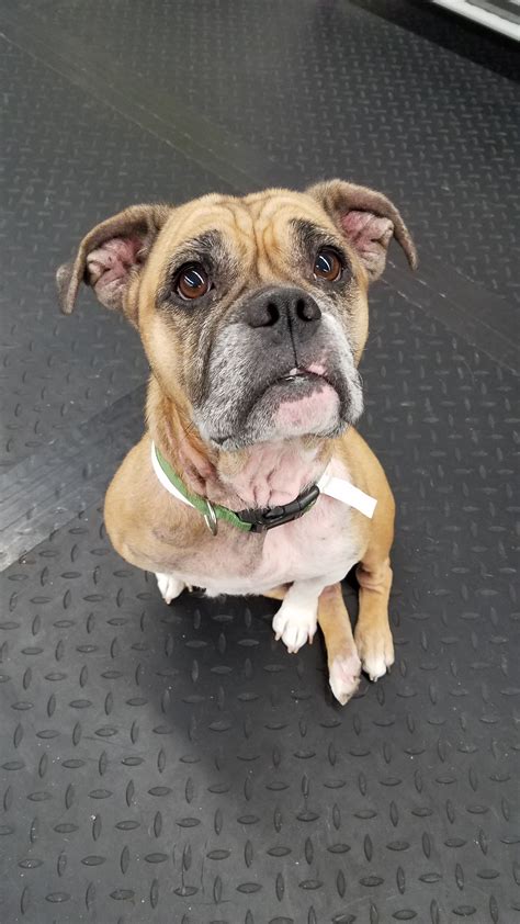 Chloe is an adoptable american bulldog searching for a forever family near Plainfield, IL. Use