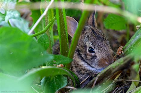 Baby Eastern Cottontail Rabbit