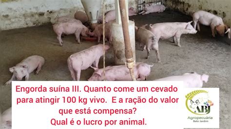 Engorda suína III Quanto come um cevado para atingir 100 kg vivo