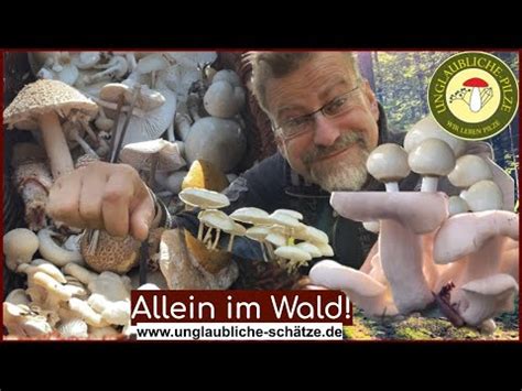 Pilze suchen bei völliger Trockenheit Voller Pilz Korb Pilzmann