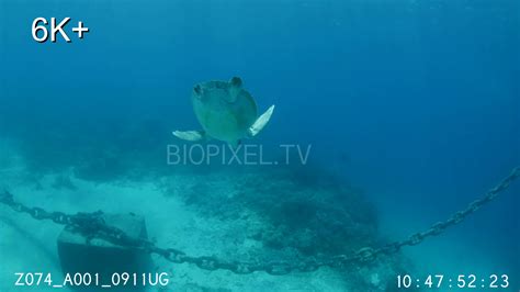 Turtles Flatback Turtle - Flatback sea turtle released on reef after ...