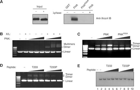 PNK Stimulates The Efficiency Of End Joining By Xrcc4 DNA Ligase IV Via