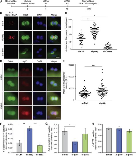 The Dystrophin Glycoprotein Complex Regulates The Epigenetic Activation