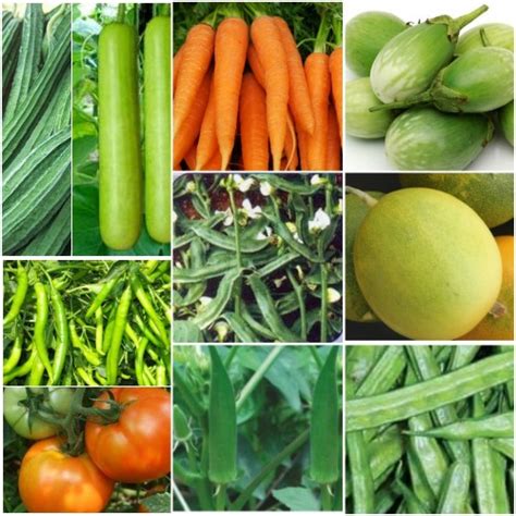 Buy Desi Vegetable Seeds Combo Pack For Home Gardening