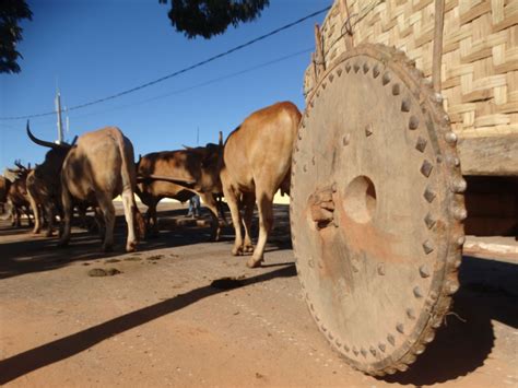 A Tradição Dos Desfiles De Carros De Boi Na Romaria De Trindade Poderá