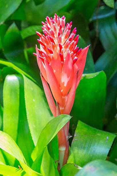 Bromeliads Tropical Rainforest Plant Atlantic Ocean Stock Photos ...