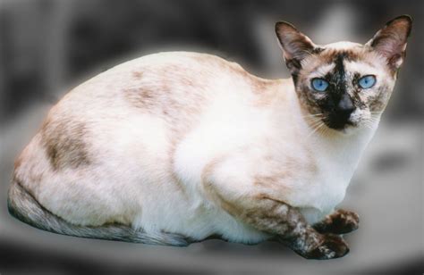 Orange Tonkinese Tonkinese Cats And More