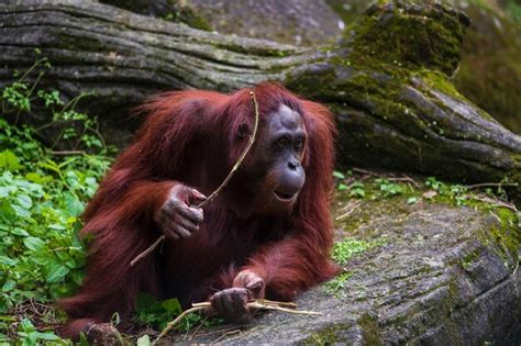 Premium Photo | Wildlife wonders graceful apes in their element