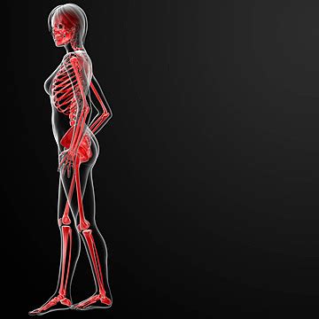 D Render Of The Female Skeleton Anatomy Skeleton White Photo