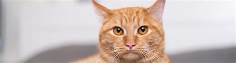 Male Cat Before And After Neutering Behavior And Recovery Picayune