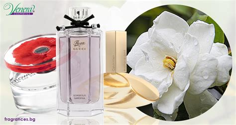 Gardenia The Delicate Scent That Brings Up The Romantic Side In Every