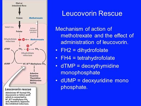 Methotrexate And Leucovorin Mechanism Of Action