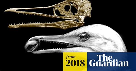 Fossil Sheds Light On Evolutionary Journey From Dinosaur To Bird