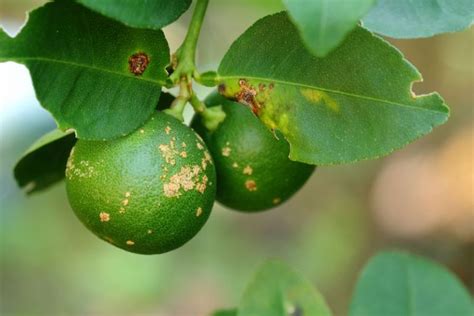 Controlling Lemon Tree Pests, Problems, and Diseases | Ultimate Backyard