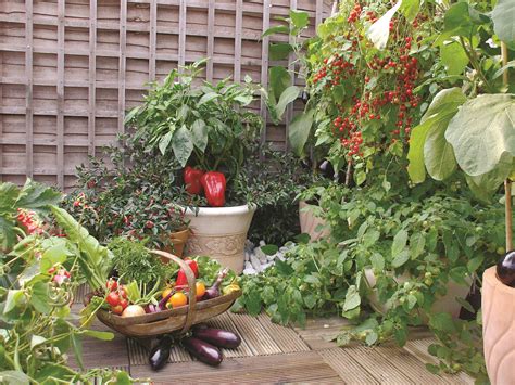 Guide To Growing Patio Fruit And Vegetables Suttons Gardening Grow How