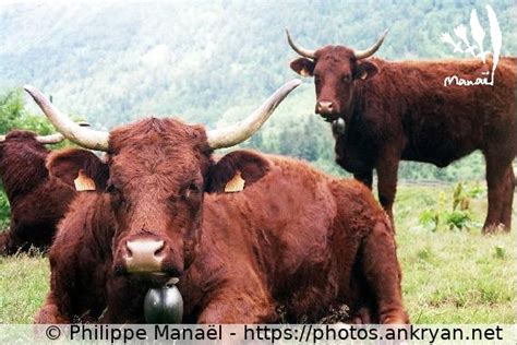 Vaches De Race Salers 2 Auvergne Au Pays Des Volcans Ankryan Photos