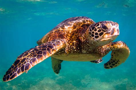 Tartaruga marinha veja espécies reprodução habitat e mais Guia Animal