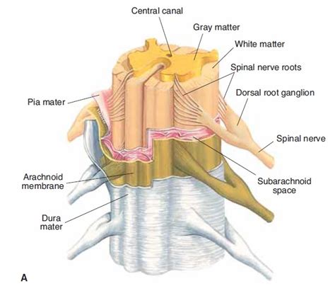 Meninges And Cerebrospinal Fluid