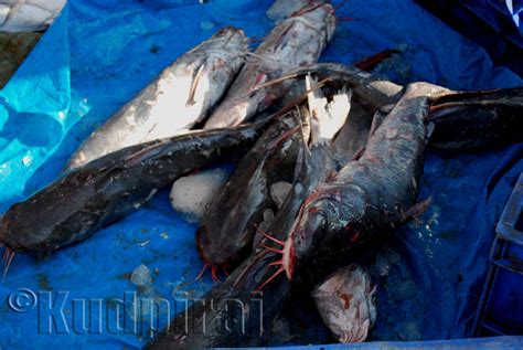 Kudpirajs Garam Tawa Fishing In Mangalore