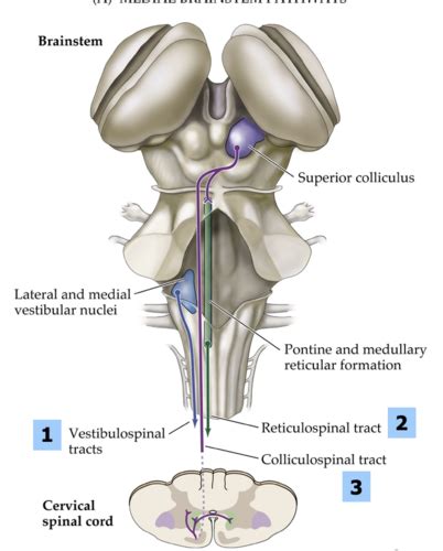 Upper Motor Neuron Control Of The Brainstem And Spinal Cord Flashcards