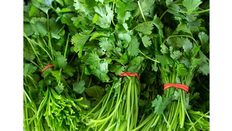 How Much Is A Bunch Of Parsley Practical Cooks