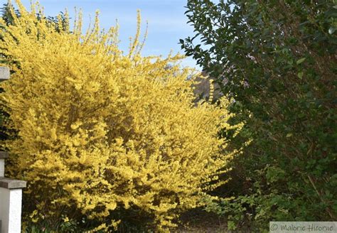 Comment Et Quand Tailler Le Forsythia Les Jardins De Malorie