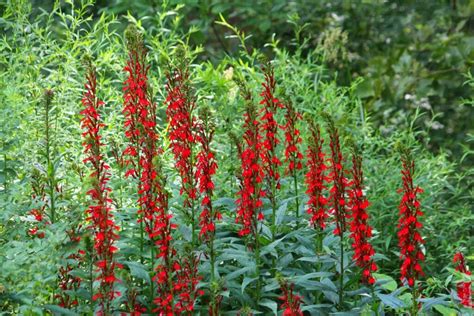 Cardinal Flower Plant Profile Sylvan Gardens Landscape Contractors