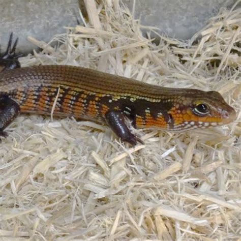 African Fire Skink