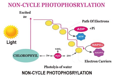 Noncyclic Photophosphorylation