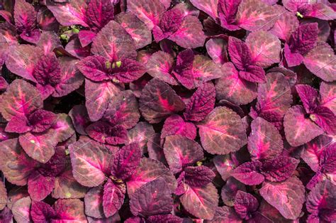 Red coleus plants | High-Quality Nature Stock Photos ~ Creative Market